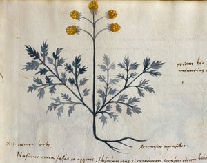 Cod. CCXXXVII Artemisia, pianta medicinale da un 
