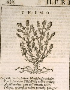 Timo comune (Thymus vulgaris), incisione di Castore Durante