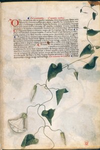 Pianta di convolvolo, illustrazione dal 