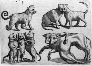 Diversi tipi di mostri: gatti e mucche con corpi multipli. Incisione da 