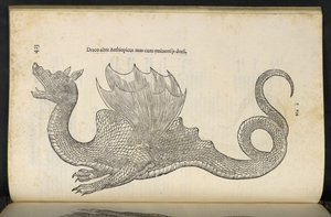 Drago etiope 