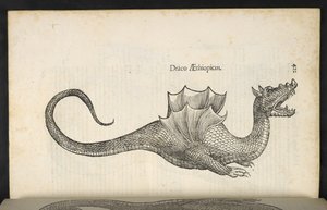 Drago etiope, 