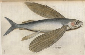 Pesce volante, illustrazione da 