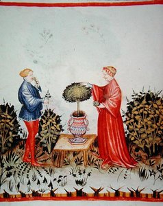 Fol.39v Raccolta del Basilico Curato, illustrazione da 