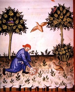 Fol.66v Raccolta di Uova di Pernice, illustrazione da 