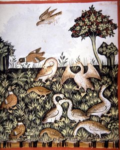 Fol.69v Anatre e Oche, illustrazione da 