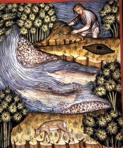 Fol.84v Ambra, illustrazione da 