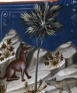 Volpe e lupo, illustrazione dal "Codex Justianus", 1350