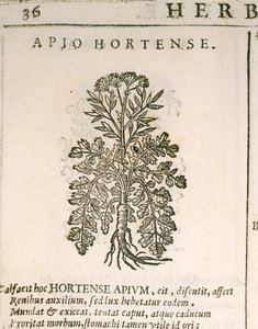 Prezzemolo (Petroselinum crispum), incisione di Castore Durante da Italian School