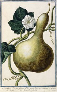 Zucca, 1772-1784 da Italian School