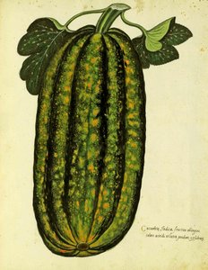 Zucca verde oblunga di Ulisse Aldrovandi, pubblicata in Piante Fiori Frutti