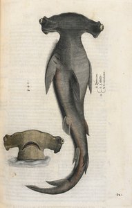 Squalo martello, illustrazione da 