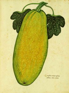 Zucca antica di Ulisse Aldrovandi