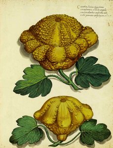 Zucca antica di Ulisse Aldrovandi da Italian School