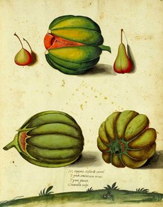 Zucca antica di Ulisse Aldrovandi da Italian School