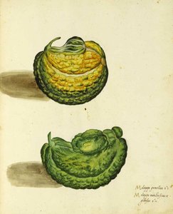 Zucca antica di Ulisse Aldrovandi da Italian School