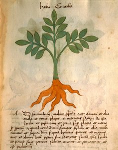Herba Cancealis
