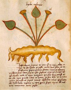 Erba Nasturzio di Orgione Rizzardo