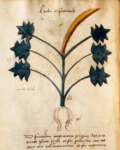 Herba Spigonardi di Orgione Rizzardo