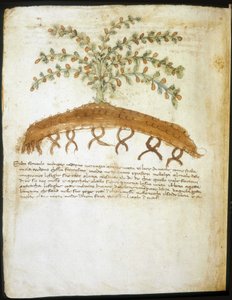 Erbario del XIV secolo. Biblioteca comunale di Rimini da Italian School