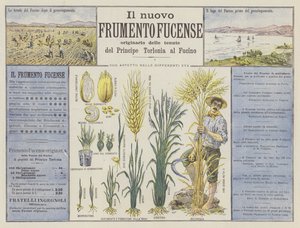 Il nuovo frumento fucense da Italian School