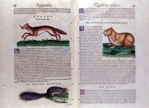 Illustrazioni da 