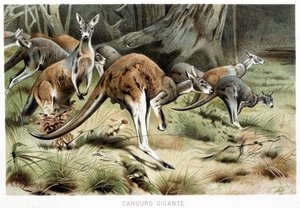 Nella vita degli animali