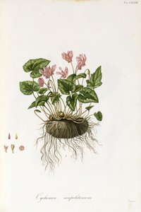 Ciclamino napoletano, 1811-1838