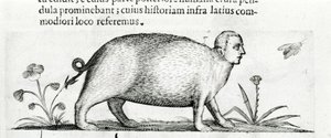 La manticora - in 