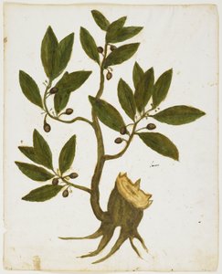 Laurus nobilis