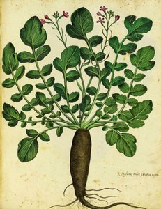 Ravanello nero lungo di Ulisse Aldrovandi
