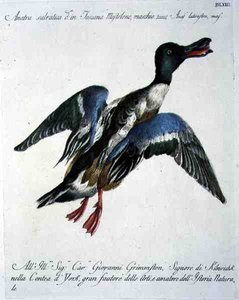 Germano reale in volo, c.1767-76 (incisione colorata a mano) da Italian School