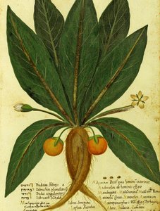 Mandragora di Ulisse Aldrovandi da Italian School