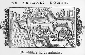 Mungitura delle renne, illustrazione da Historia de Gentibus Septentrionalibus di Olaus Magnus (1490-1558), pubblicato a Roma, 1555 da Italian School