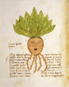 Ms 1591 Fol.18v. Herba Capud Johannis Mazor da Italian School