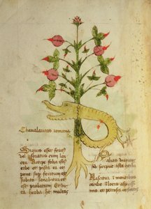 Herba Chavalaritas Romana, fine XV secolo da Italian School