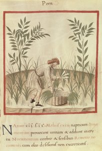 Ms 3054 f.22 Raccolta di porri, da 