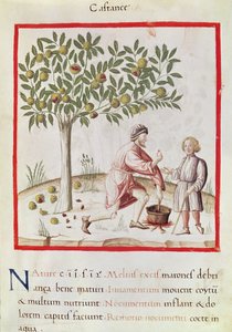 Raccolta e cottura delle castagne, dal 