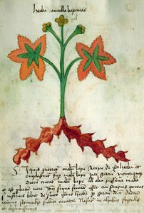 Ms 320 M Fol.13r Herba Antollas Lupanas, da 