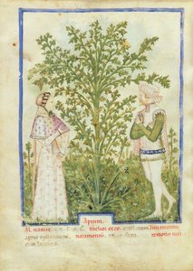 Sedano, dal Tacuinum Sanitatis, c.1390-1400 da Italian School