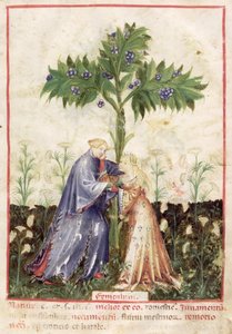 Finocchio, dal Tacuinum Sanitatis, c.1390-1400 da Italian School