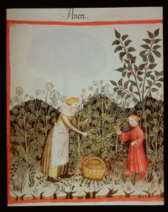 Nova 2644 f.32r Raccolta di aneto, Tacuinum Sanitatis Codex Vindobonensis da Italian School