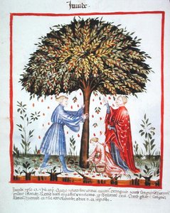 Nova 2644 fol.15v Raccolta di Giuggiole, dal Tacuinum Sanitatis Codex Vindobonensis da Italian School