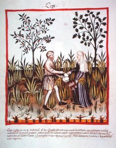 Raccolta di cipolle, da Tacuinum Sanitatis Codex Vindobonensis da Italian School
