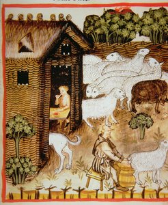 Allevamento di pecore: latte dolce, dal Tacuinum Sanitatis