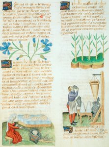 Pagina dal Tractatus de Herbis di Dioscoride Pedanio da Italian School
