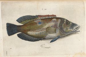 Papagallo (Nematistius pectoralis), illustrazione da 