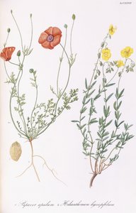 Papaver apulum e Helianthemum hyssopifolium, 1811-1838