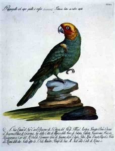 Pappagallo, c.1767-76
