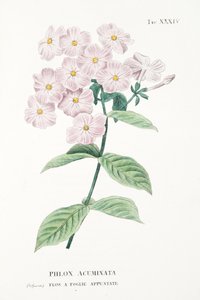 Phlox Acuminata, Tavola XXXIV, da L